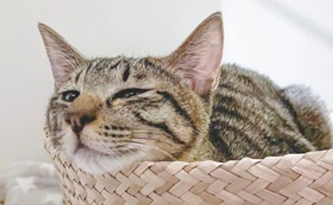 【お薬100mg分】3000円