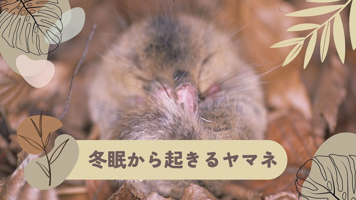冬眠から起きてくるヤマネ