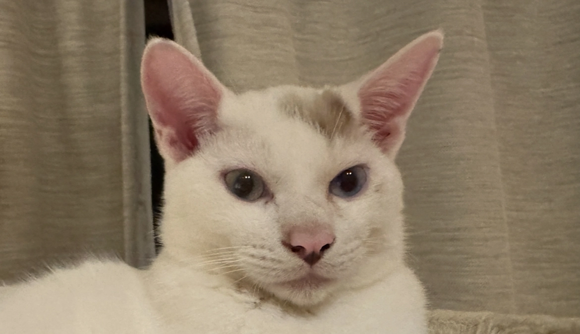 シンバ：「芸術は爆発だ！」