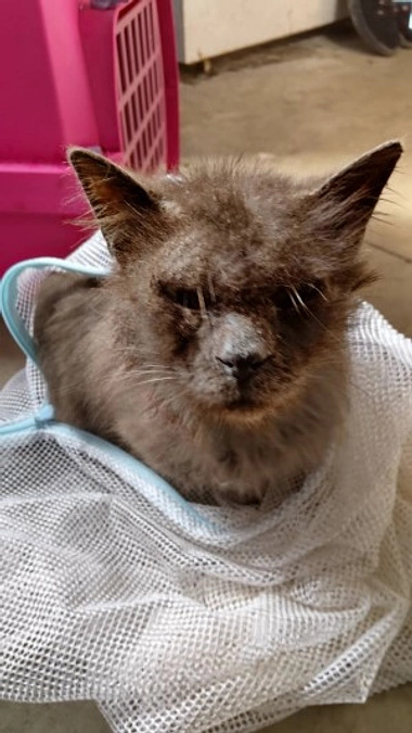 【保護猫エピソード④】疥癬だった野良ちゃん　もっくん