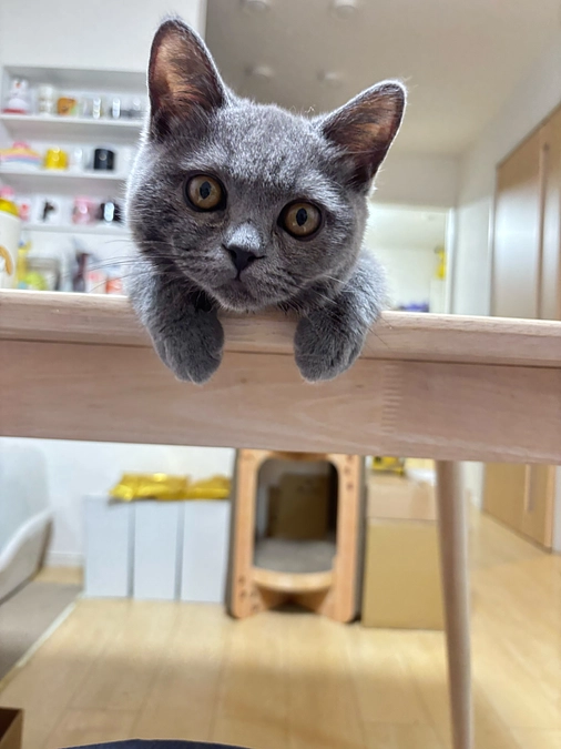 プロジェクト達成のお礼