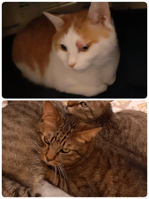 【ちゃたん君】と【凪君】についてとお知らせ