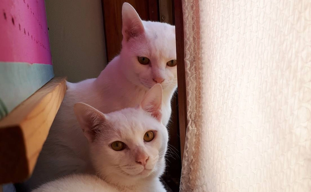 感謝のメール４