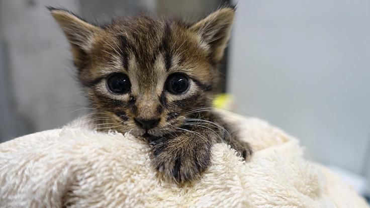 “吹田(すいた)市“ 人と猫が幸せに暮らせる街をつくりたい 2枚目