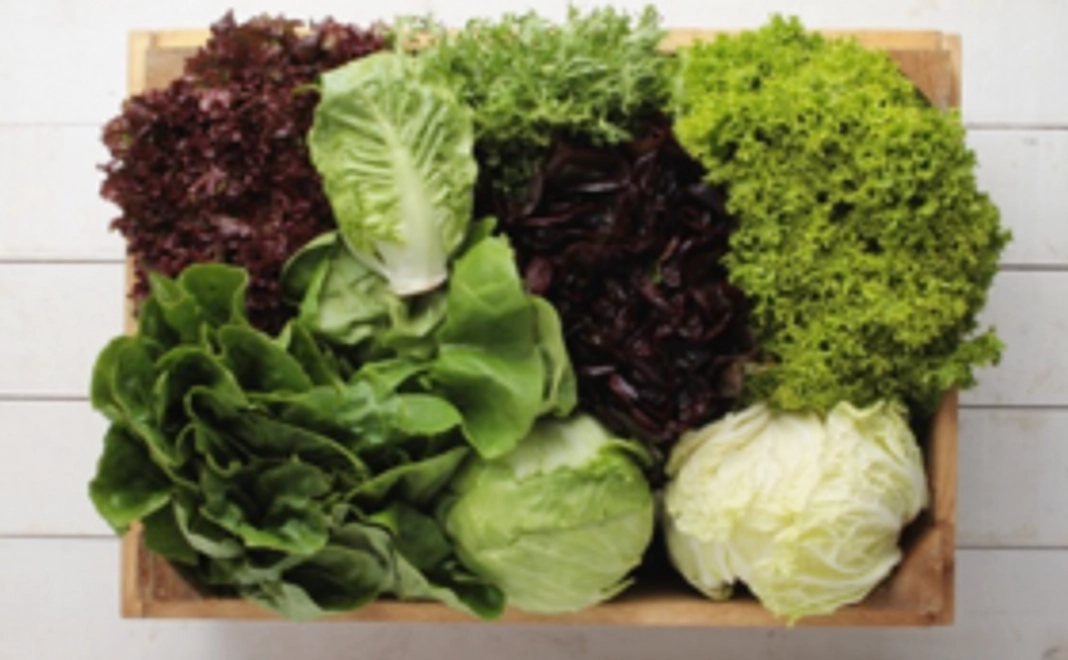 健康野菜お試しセット１