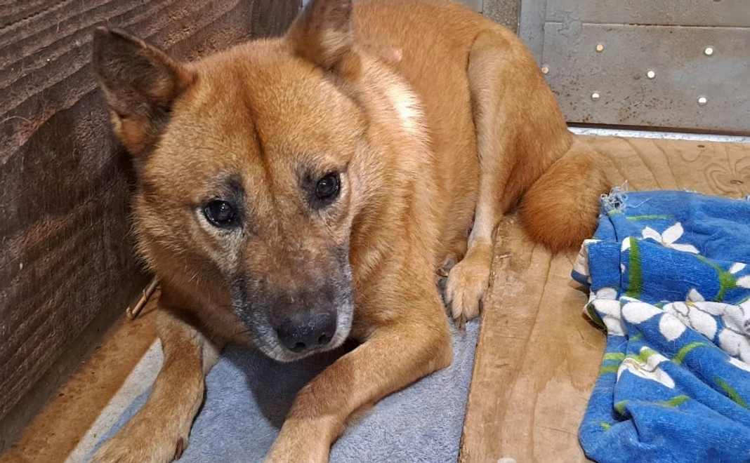 応援コース｜3千円