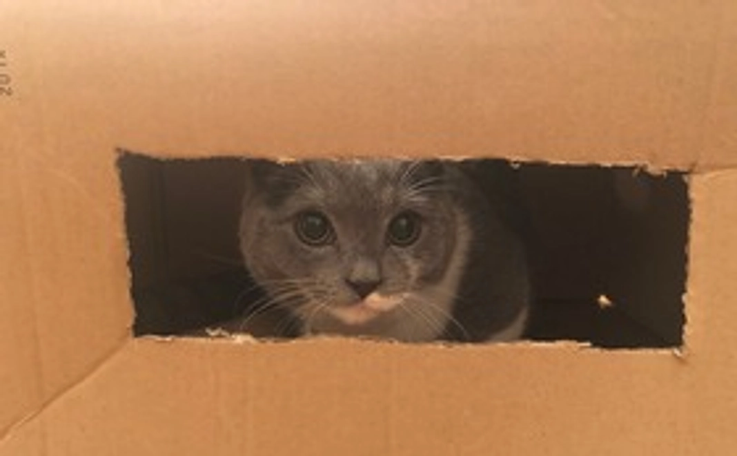 心からの感謝メールとグリの写真データ1枚