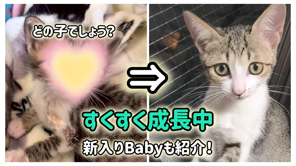 預かりボランティアさんに感謝