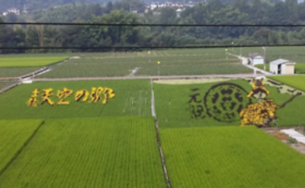 田んぼアートへご招待！