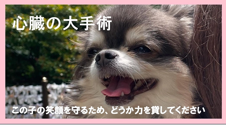 【余命4か月】心臓病ステージD 愛犬ももたんを救いたい