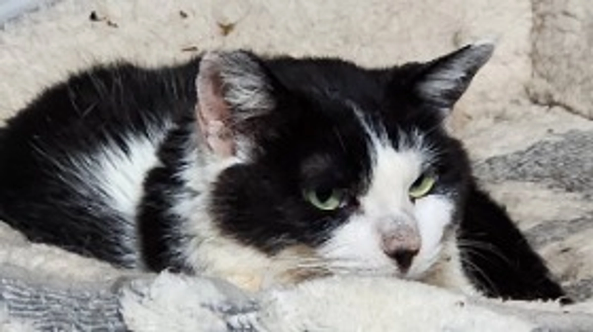 今日のマリア🐱