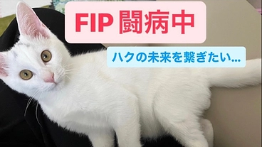 保護猫ハク【FIP闘病中】ご支援お願いします！ のトップ画像