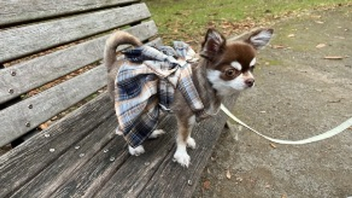 目の状態も気持ちも穏やかに…ᐡ• ˕ •ᐡ