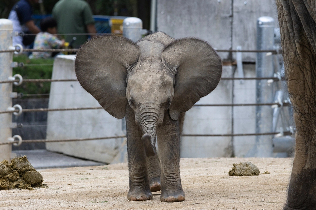 マルミミゾウの子どもの愛称命名式を開催します！