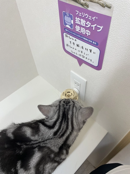 本日の銀時(経過観察10日目)