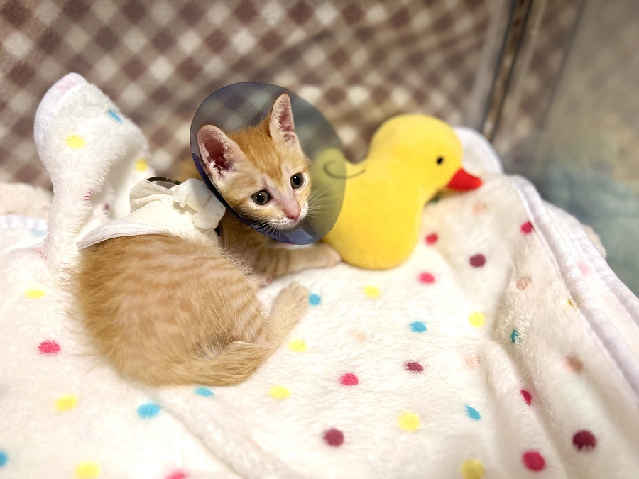 漏斗胸だったオトが手術です！