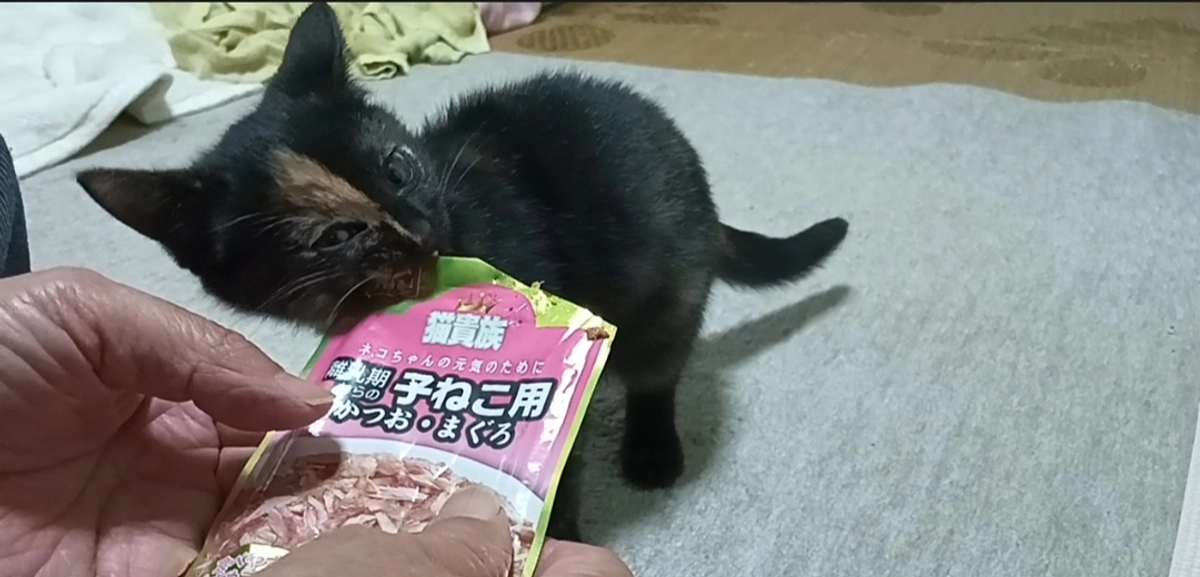 三角ちゃん（サビ）の里親様が見つかりました😌