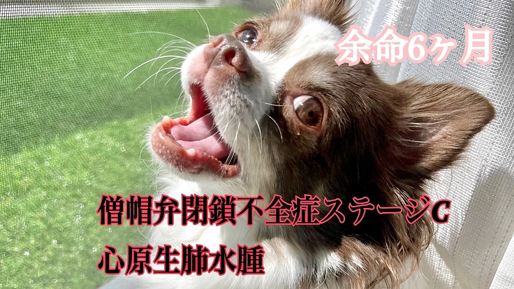 【僧帽弁閉鎖不全症、肺水腫、脾臓リンパ腫】ティアラに力を下さい。