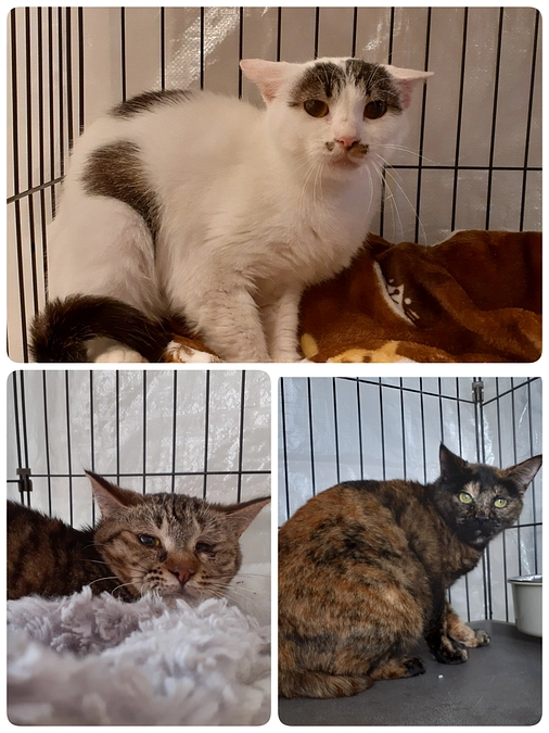 新しく愛護センターから迎えた3匹