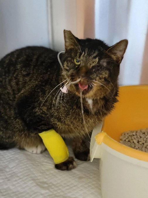 奇跡的に頭蓋骨の損傷はなかったのですが…　（３DCT画像があります。苦手な方は観覧をお控えください。