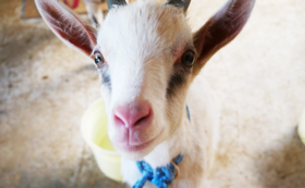 ヤギの餌やり体験と日帰り入浴、喫茶コーナーにて白山キリマンジャロ1杯サービス