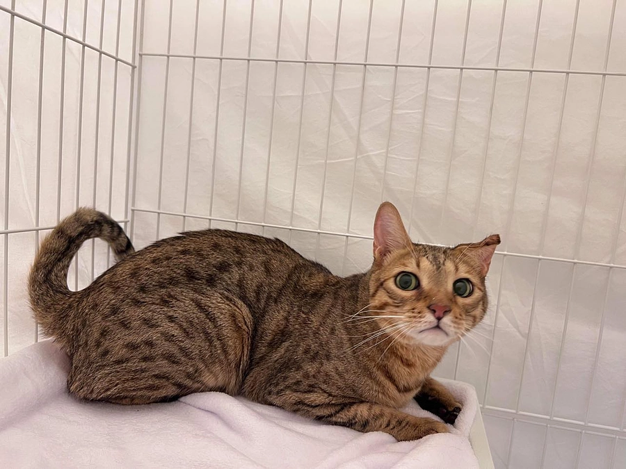 高齢者は社会のお荷物なのか？ペットと暮らすことをあきらめるべきなのか？ミーシャとノアのご報告