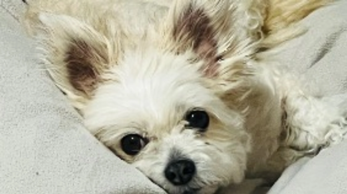 【クラウドファンディング残り3日】ビッケの近況とご支援のお願い