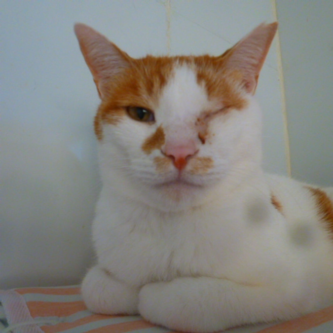 在籍猫紹介【そうそう君】