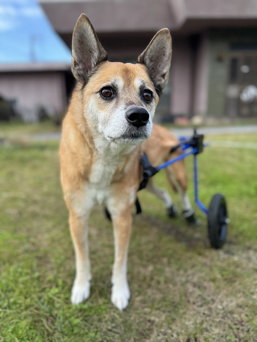 ☢️急遽放射線治療開始☢️