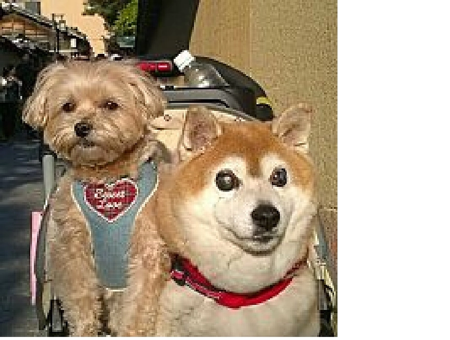 目が見えなくなったマロンに希望を与えてくれました！