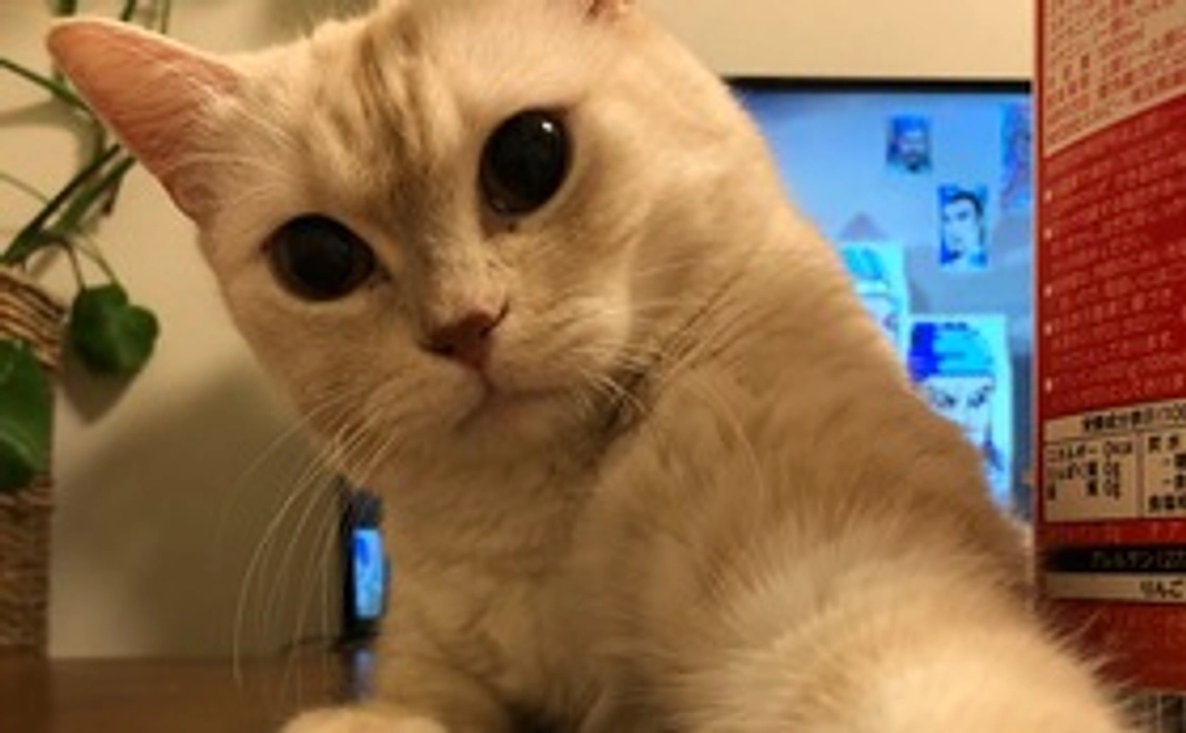 感謝のメールとキキの写真３点