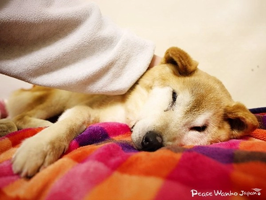 保護した時から病気が...。12歳の「甘栗」