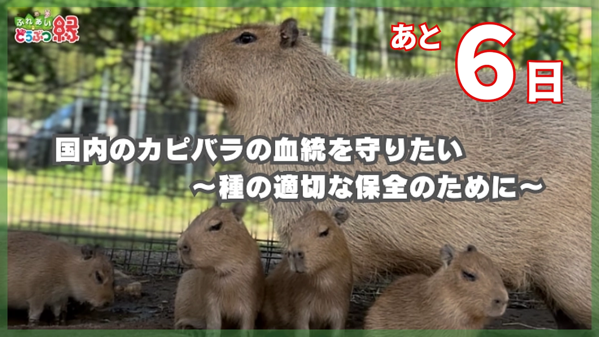 終了まで残り6日！どうぶつ縁での応援メッセージ紹介！