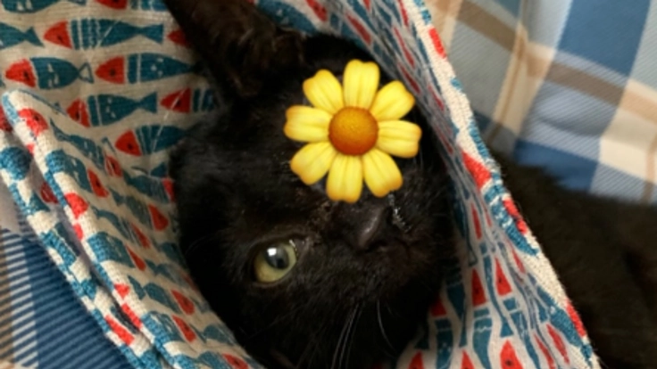 ハナちゃんの明るい未来のために