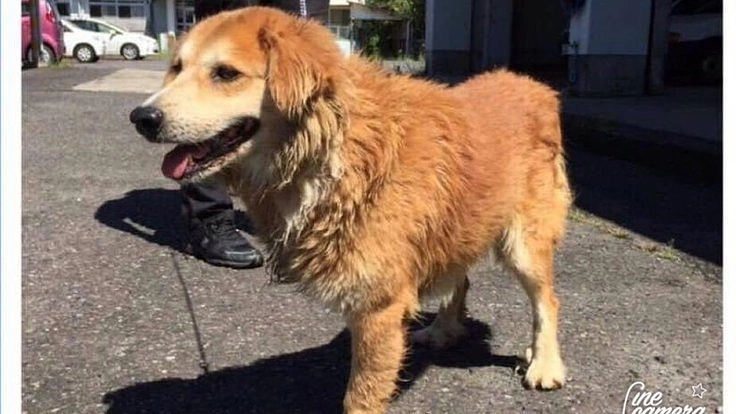 保護した犬猫が安心して暮らせる場所を。人との縁をつなげたい!