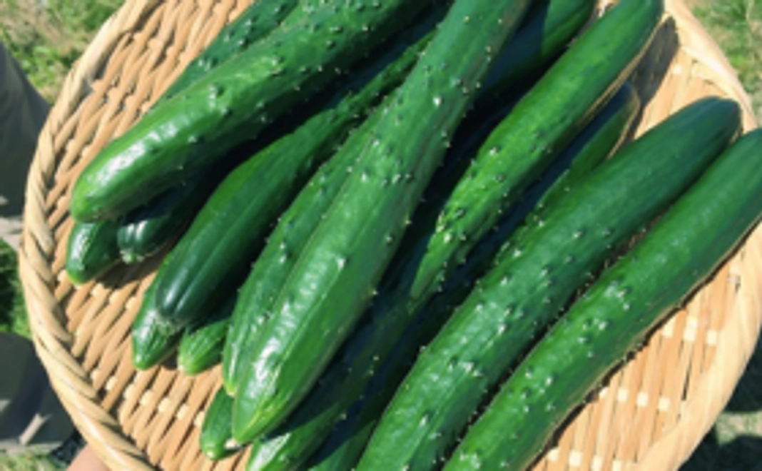 〖久米南から応援コース〗きゅうり10本