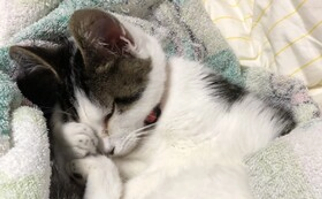 感謝のメール(リターン不要)