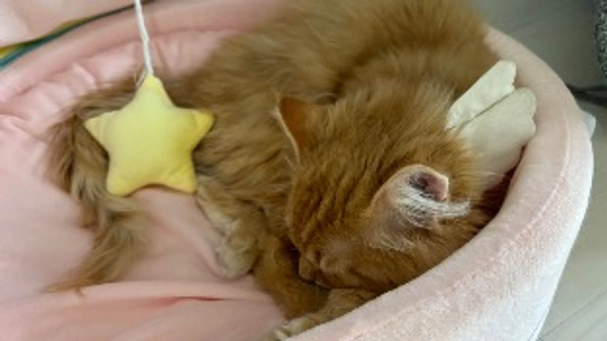 ありがとうございます