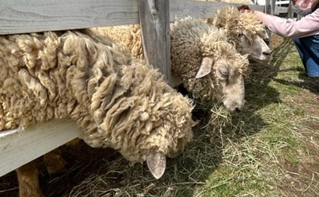 感謝の手紙とドイツの森ペア入場券