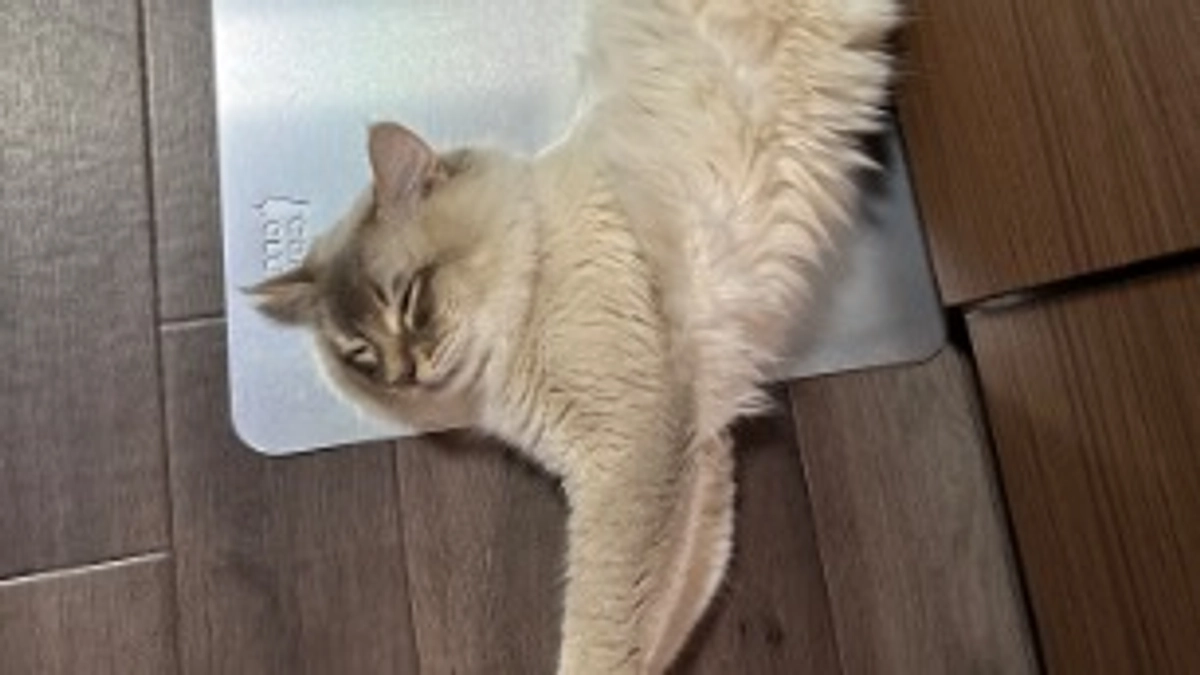 代理支援のご報告