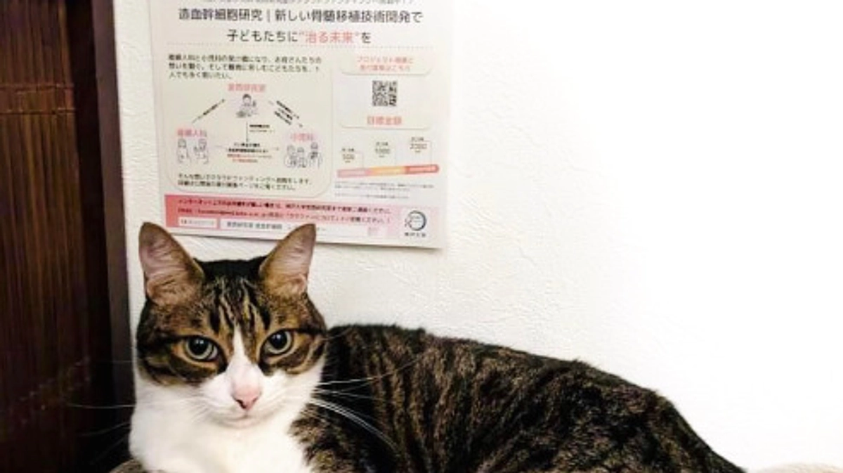 クラファン広報･チラシ設置ご協力者さまの紹介 #3: 猫のいるタイ古式マッサージ・にゃんぐりらさん