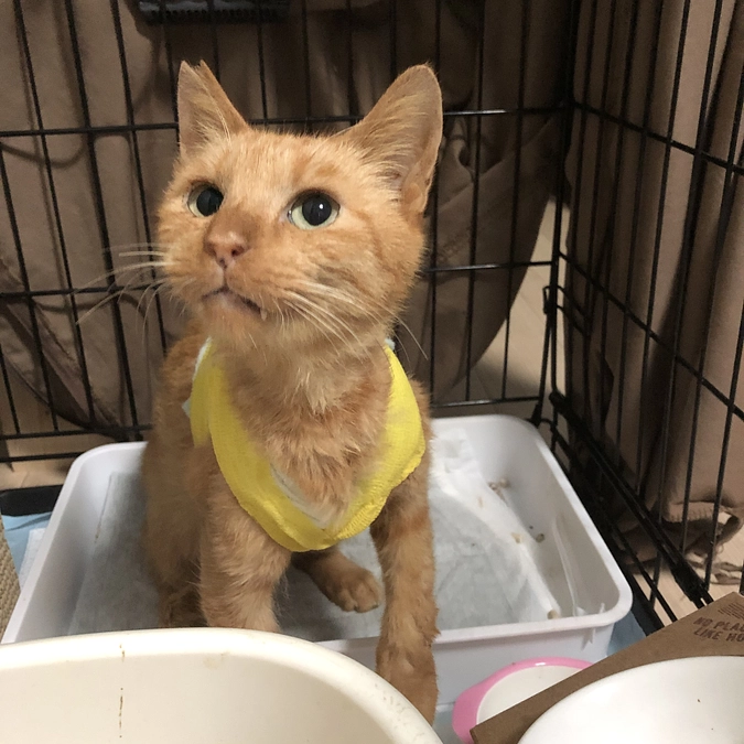 ぼさが亡くなって丸２年が経ちました