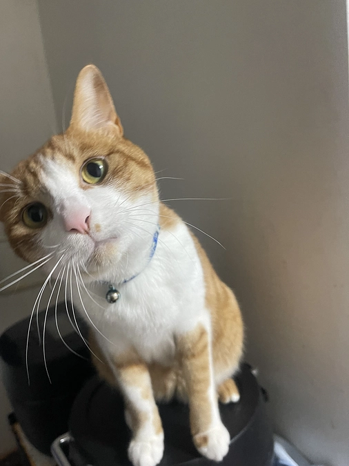 プロジェクト終了まで残り6時間…