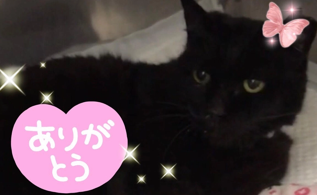 きなこへのご支援ありがとうございます②