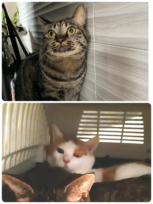 【ベリー君】トライアルへ。【ちゃたん君】の投薬