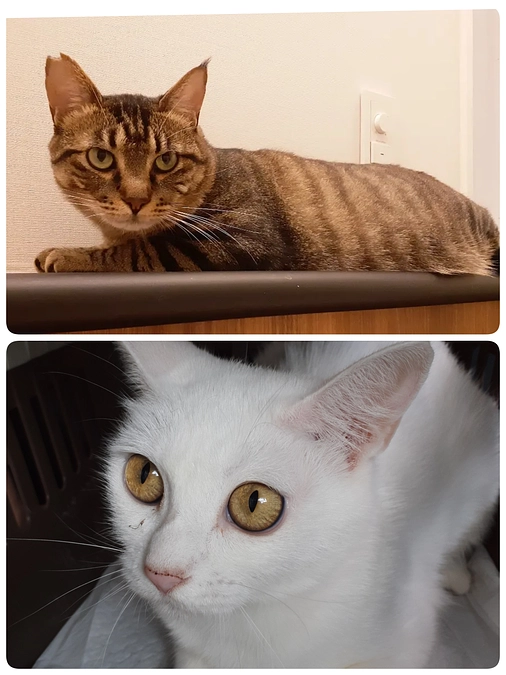 【やまと君】【りぼんちゃん】のおうちへトライアル出発。パトラちゃんもトライアル出発