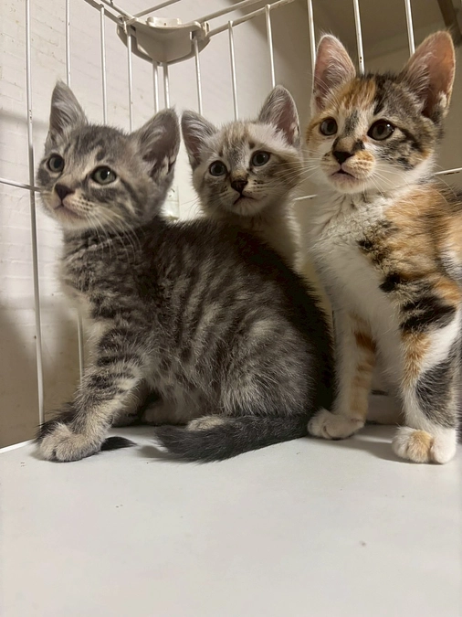 かわいそうだけでは助けられない野良猫さんのこと⑭