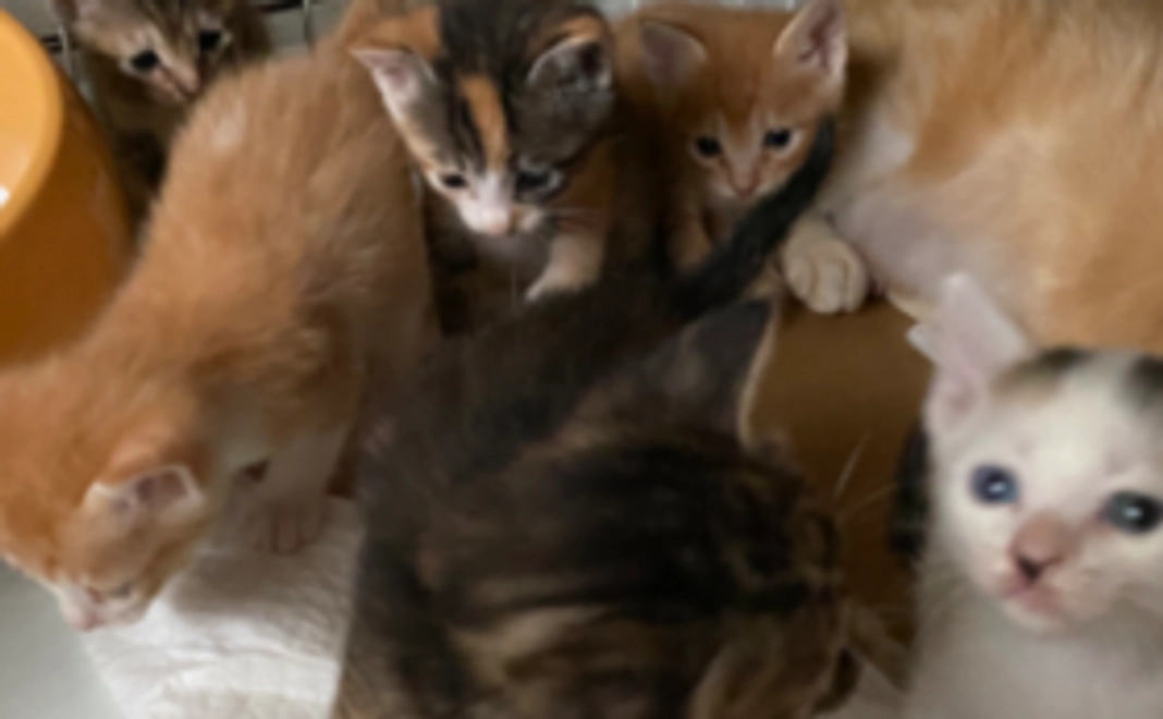 にゃんず応援ありがとうコース1