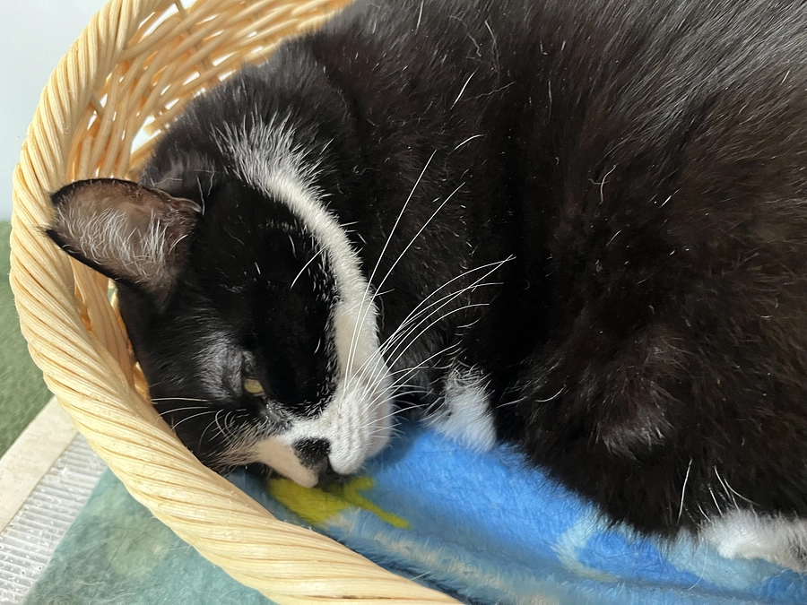 今日の猫たちの様子