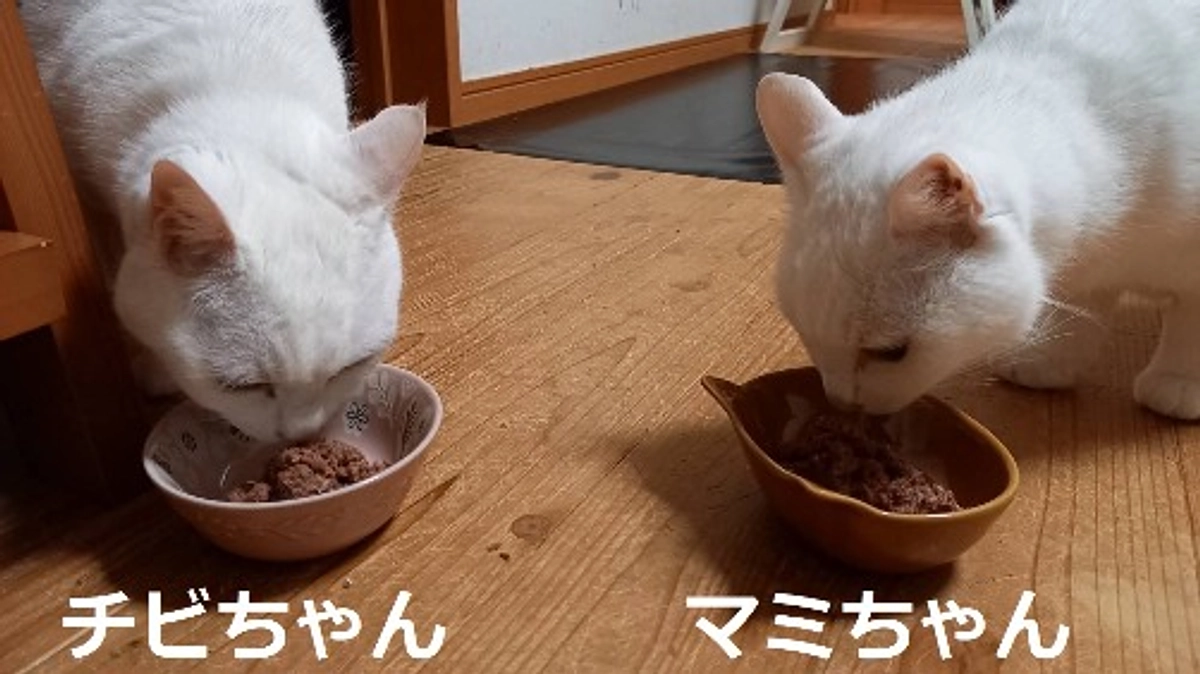 保護した子たちは